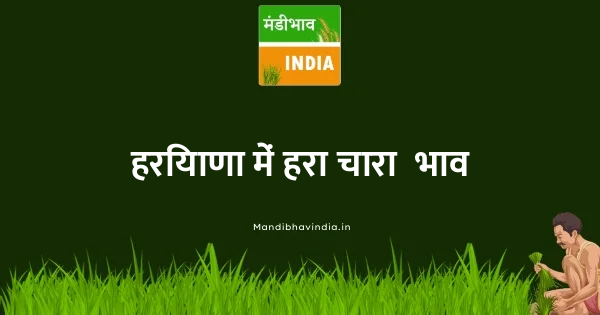 Green Fodder भाव